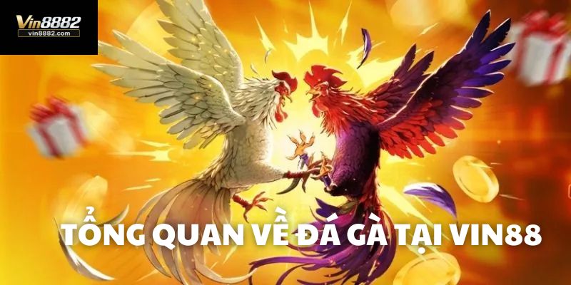tổng quan về đá gà vin 88