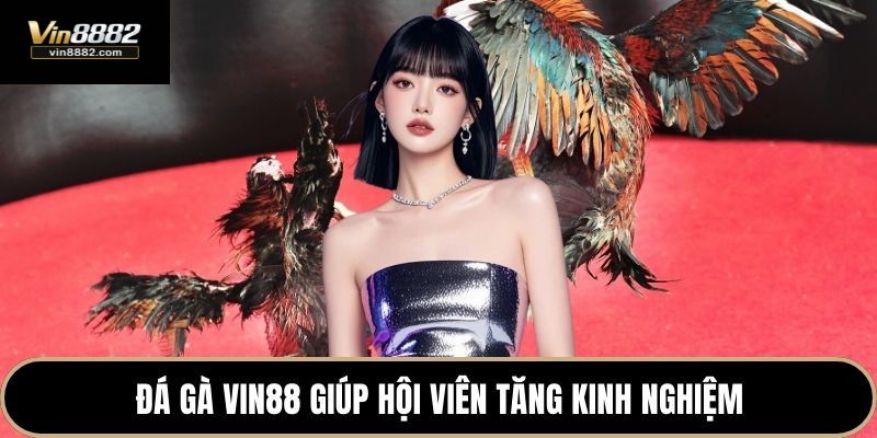 trải nghiệm đá gà tại vin88 giúp người chơi trích lũy nhiều kinh nghiệm